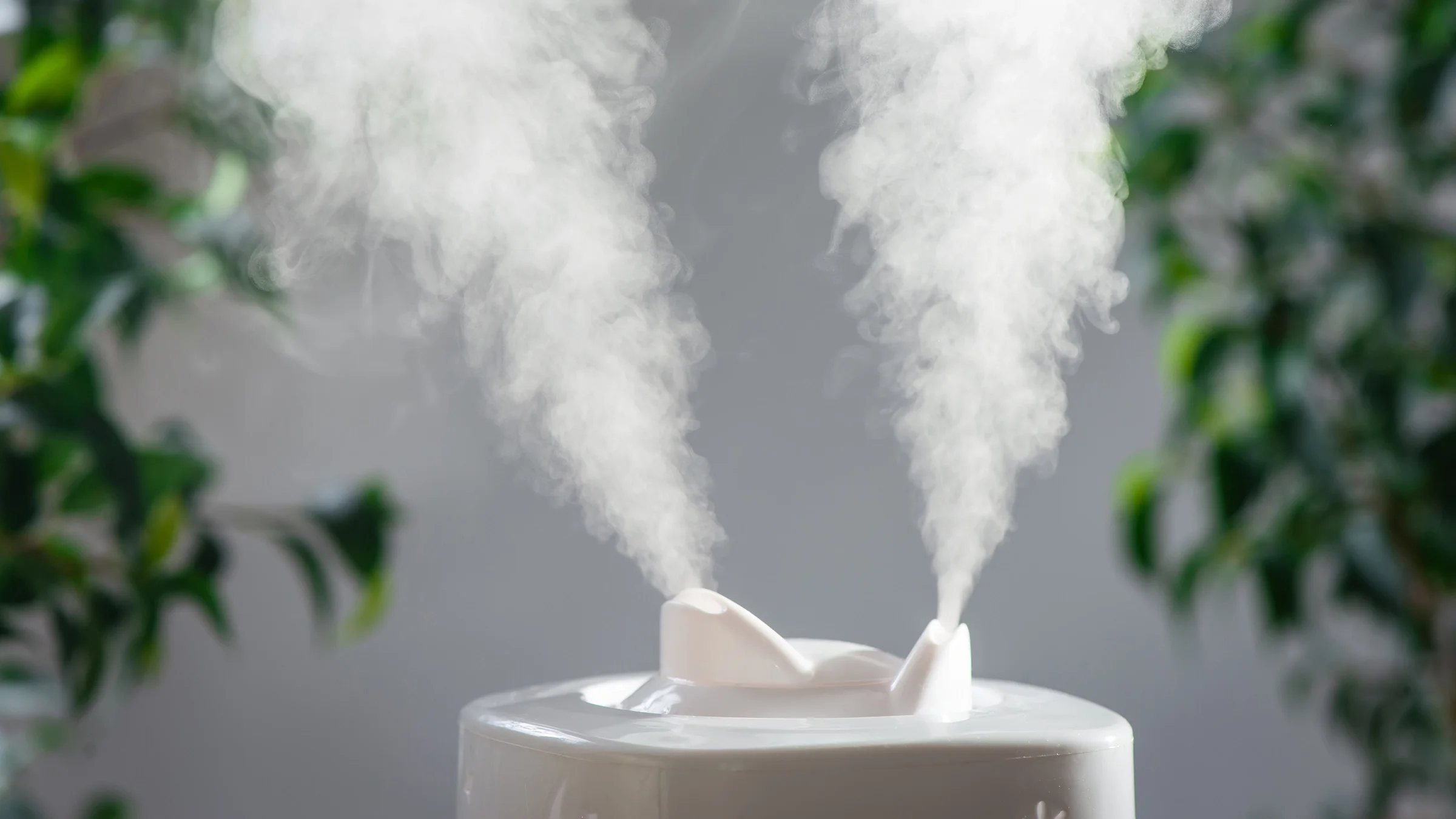 Best Humidifier for Plants: Elevate Your Green Oasis